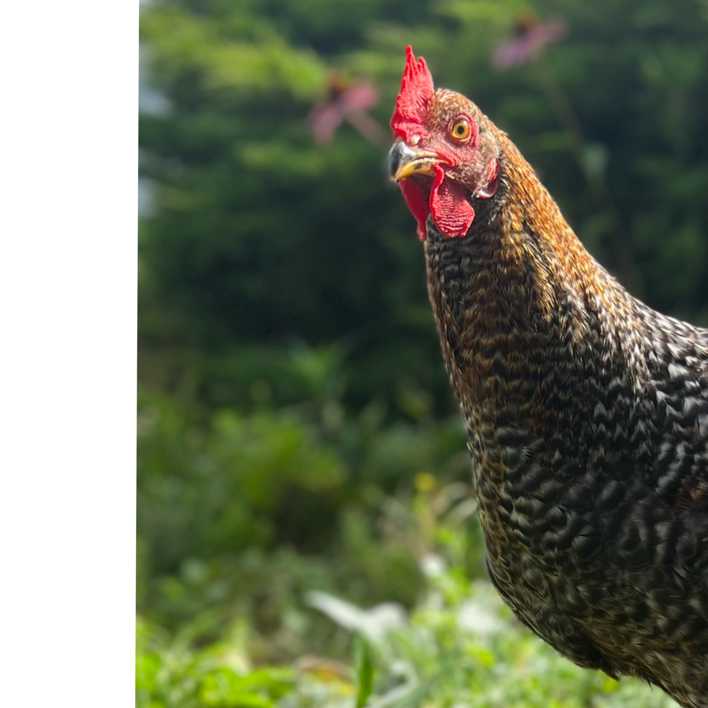 Custom Chicken Portraits